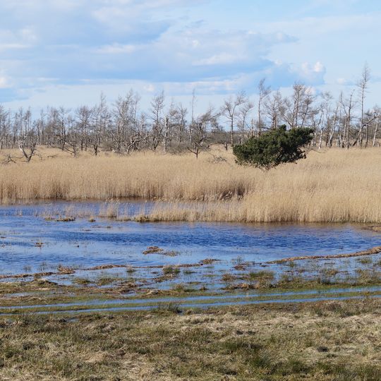 Wälder und Moore der Rostocker Heide