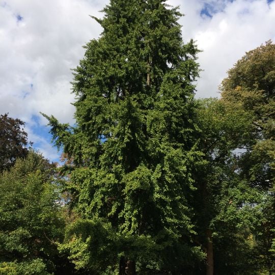 Jinan v zámeckém parku v Čakovicích