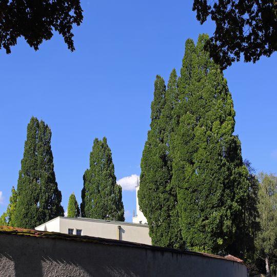 Sechs säulenförmige Eichen