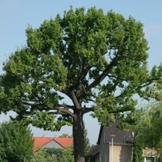 Naturdenkmal  [[Eichen|Eiche]]-[[Stieleiche]] (''Quercus robur'') Schmellwitzer Straße, Nähe Hausnummer 56 in Schmellwitz
