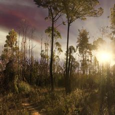 Forêt nationale de Brasília