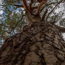 Smörjtallen i Sörbo