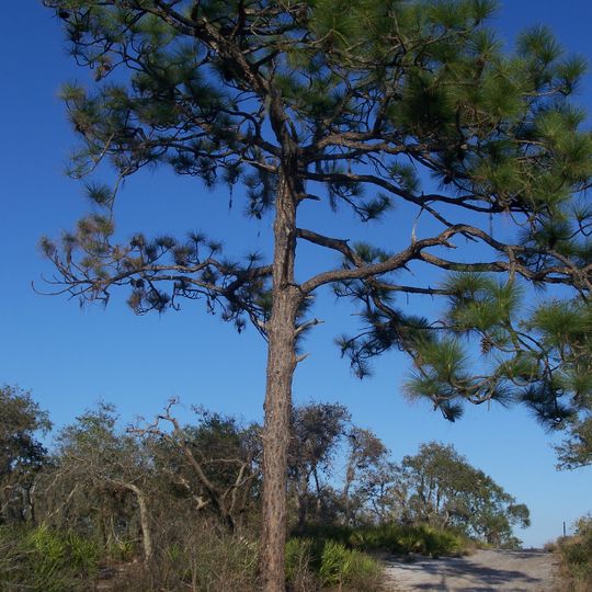 Allen David Broussard Catfish Creek