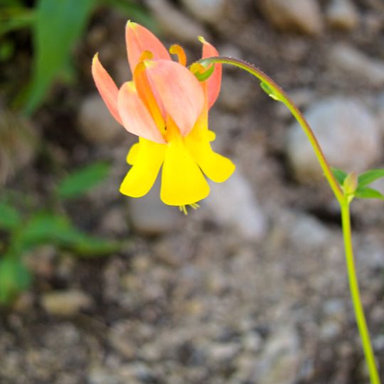 Jardín botánico Sawtooth