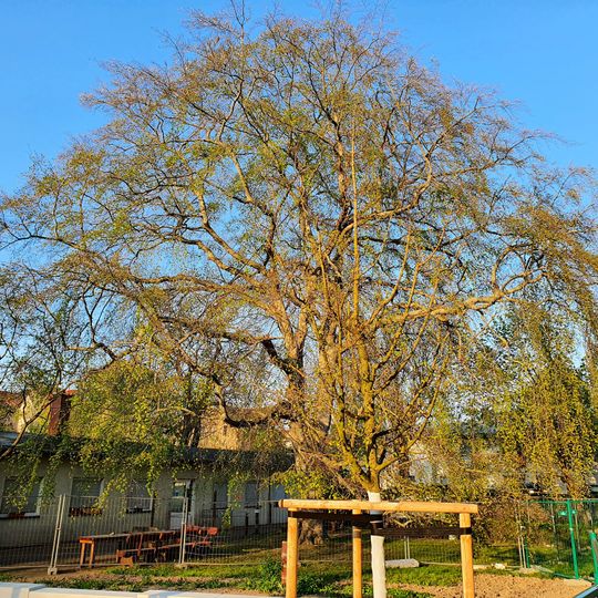 Fagus sylvatica f. pendula in residential quarter near castle Schönefeld