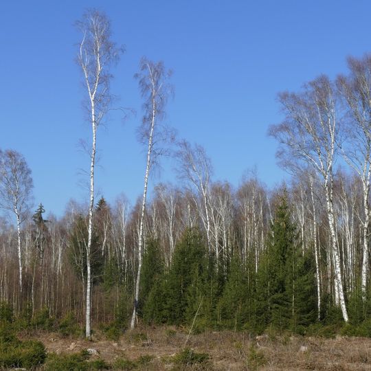 LSG nördlich Zengermoos