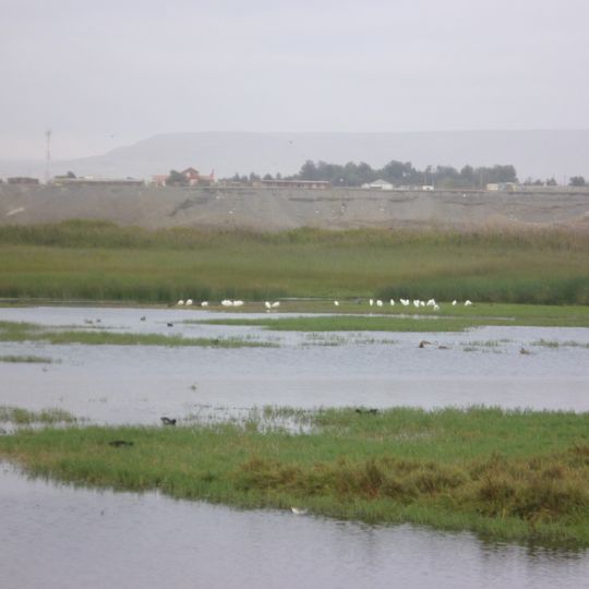 Humedal de la desembocadura del Río Lluta