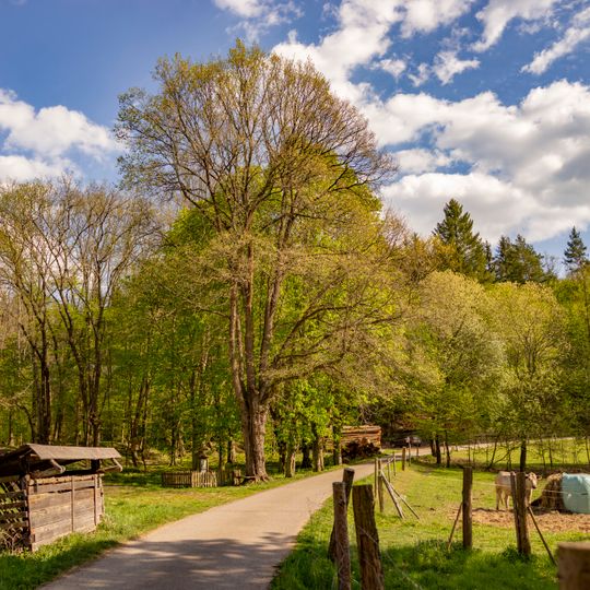 Jilm vaz u hájovny v Turyni