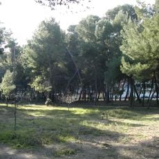 Natural reserve Pine forest of Santa Filomena