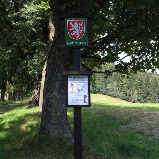 Alej na Anenský vrch