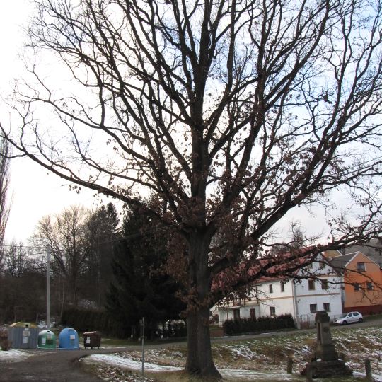Dub v Radyni
