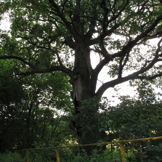 Dub u Štítarského rybníka