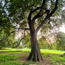 Haverford College Arboretum