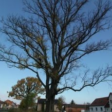 Naturdenkmal  [[Ulmen|Ulme]]-[[Feldulme]] (''Ulmus minor'') Schmellwitz Straße, Nähe Hausnummer 80, auf Grünfläche gegenüber in Schmellwitz