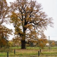 Buschs Eiche, Püchau