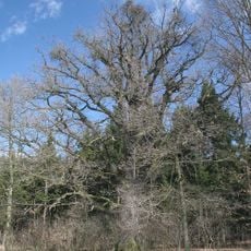 Dub severně od Kunčic