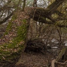 Rheinwiesen von Oestrich-Winkel und Geisenheim