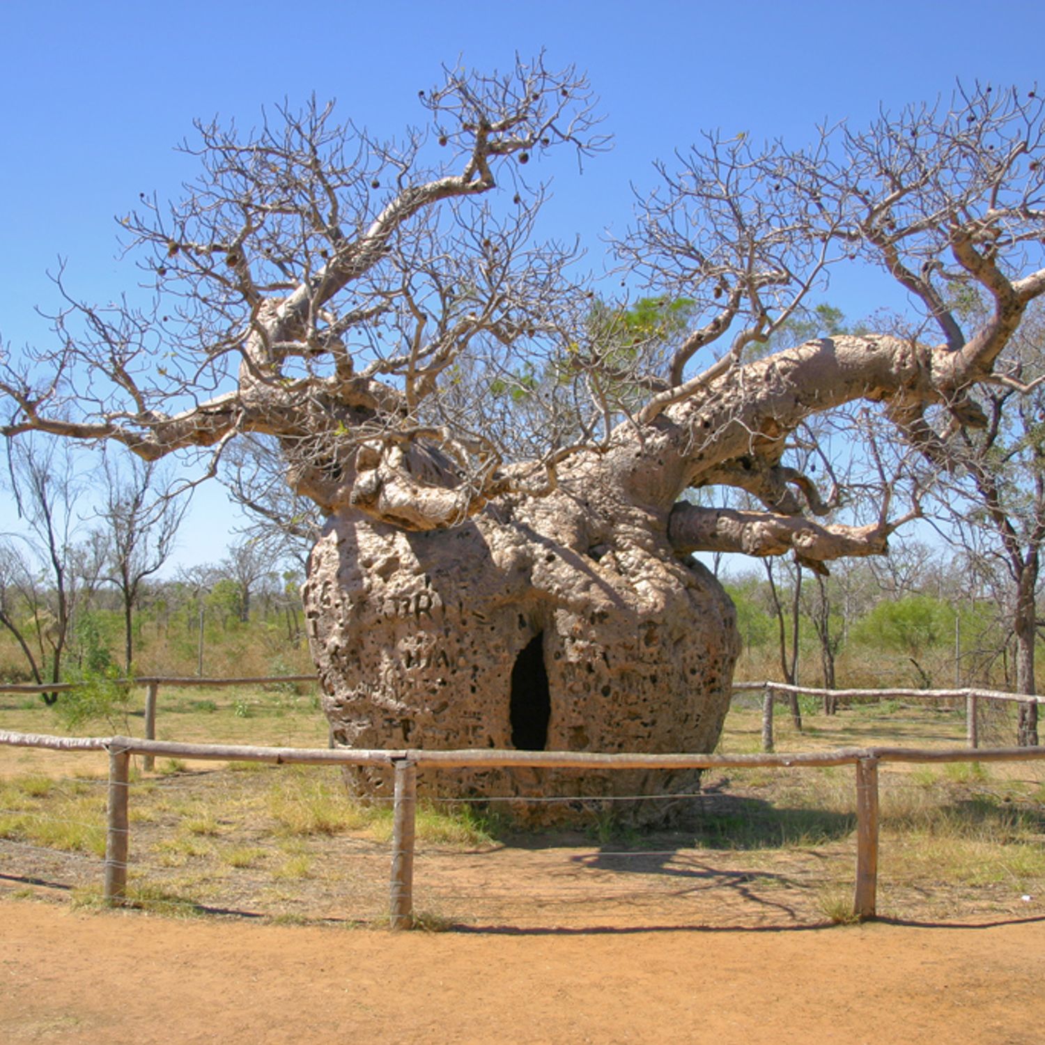 Boab Prison Tree, Derby - Heritage site in Derby, Australia