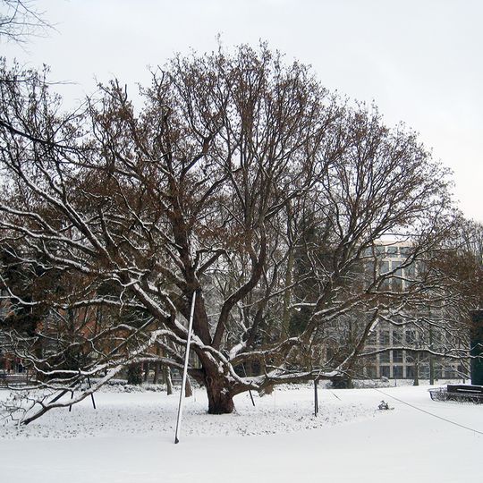 Baum-Hasel am Herdentor