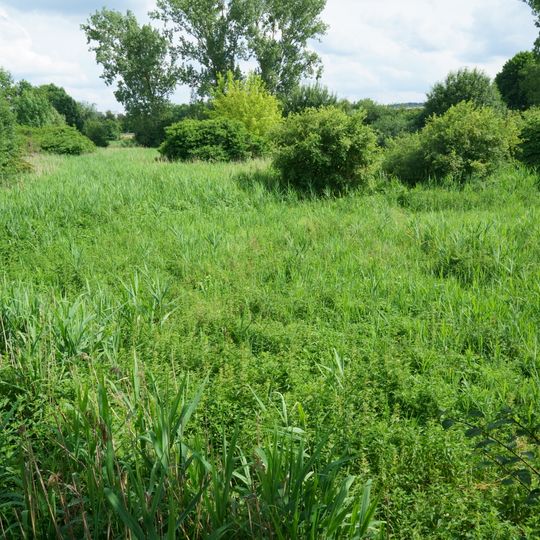 Feuchtbiotop Entensee