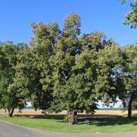 Lípa malolistá v Hořátvi