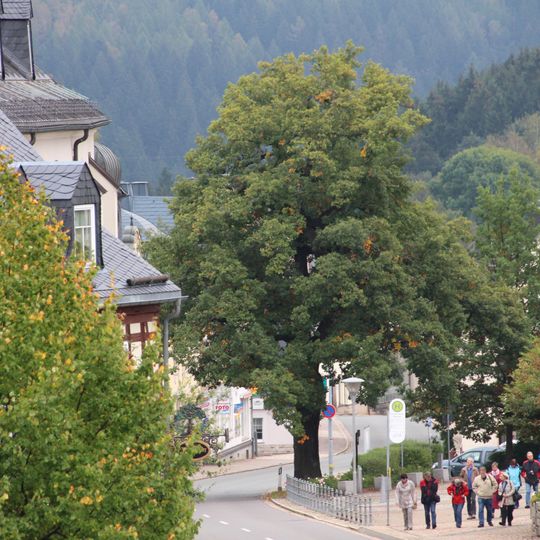 Coat of arms tree of Schönheide - Wappeneiche