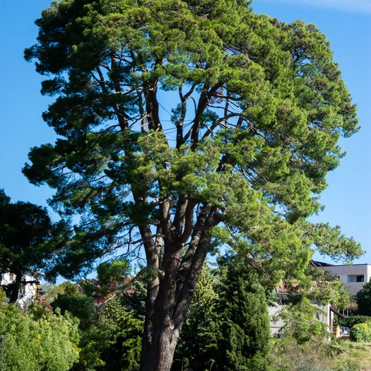 Pino d'Aleppo monumentale di Ripacandida