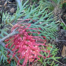 Myall Park Botanic Garden