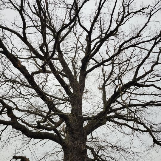 Naturdenkmal  Stieleiche Am Tagesbau 20; Flur 13; Flurstück 536/2 in Doberlug-Kirchhain