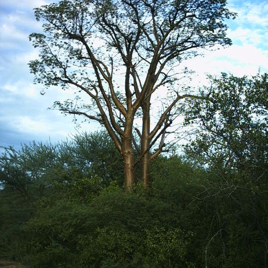 Nationalpark Médanos del Chaco