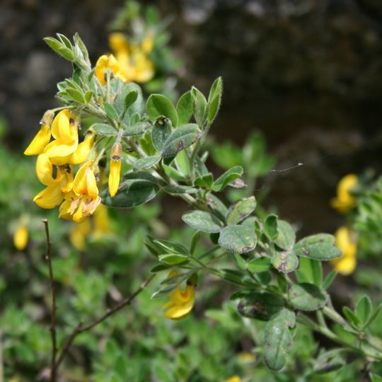 Jardín Botánico Olocau-Sierra Calderona