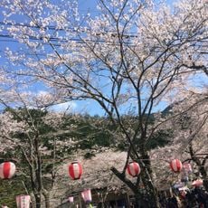 寺尾ヶ原千本桜公園
