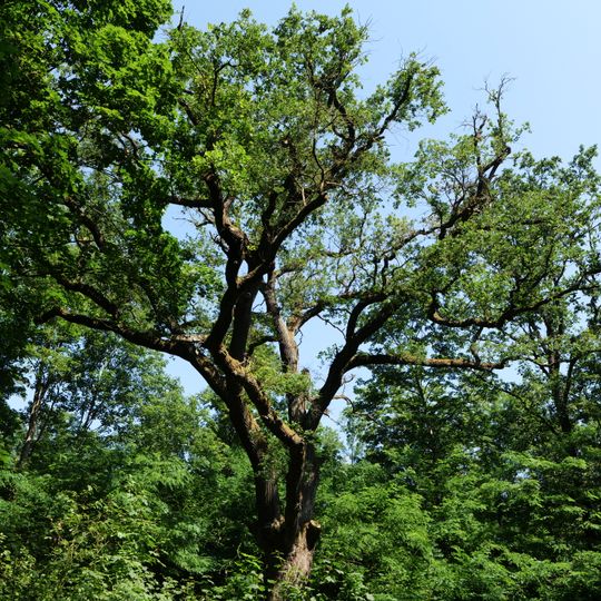 Naturdenkmal Stiel-Eiche Im Reitweiner Wald, Südecke Abt. 2317, westlich neben Waldweg mit Namen "Frankfurter Straße in Reitwein