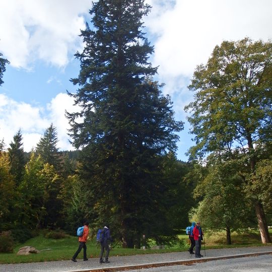 Jedle v lázeňském parku nad Pitným pavilonem