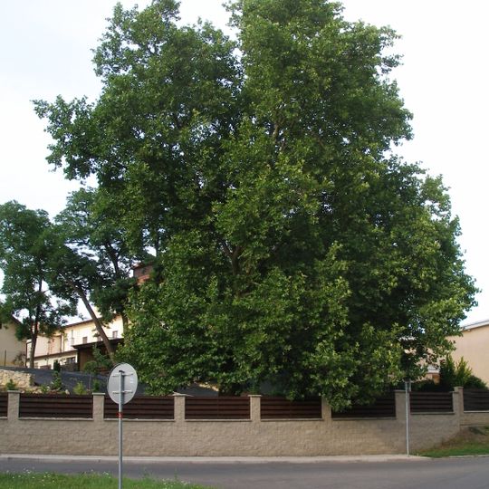 Platan javorolistý na Celně