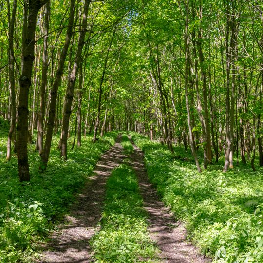 NSG Gaulskopf mit Asseler Wald