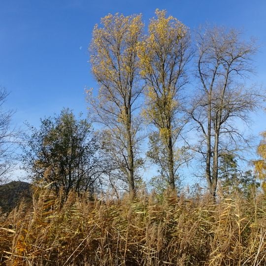 Werraaltarm bei Schwebda