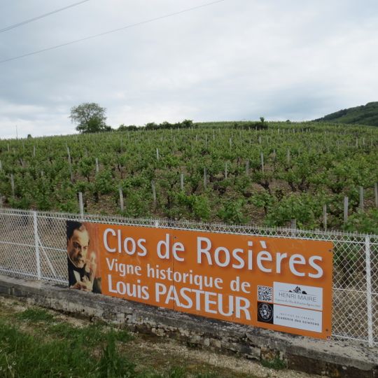 Vigne de Louis Pasteur