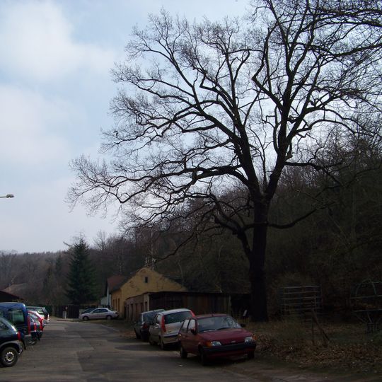 Dub v ulici Pod Labuťkou