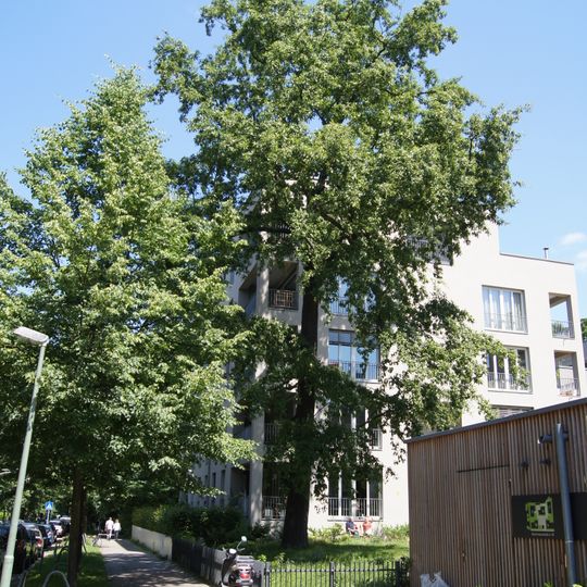 Zerr-Eiche Albertinenstraße 6-8
