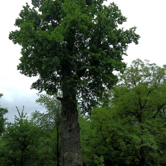 Eiche in Schwertberg