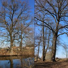 Duby u tůně v Tuhani