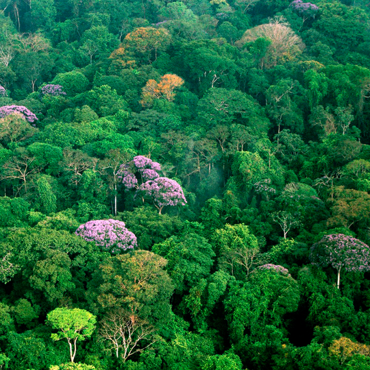 Barro Colorado Island