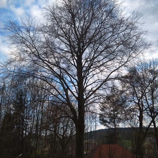 Buk lesní Ignaze Röslera