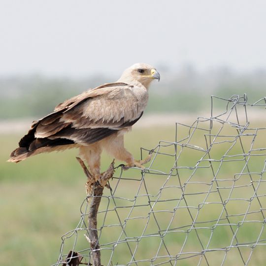 Sanctuaire de Tal Chhapar