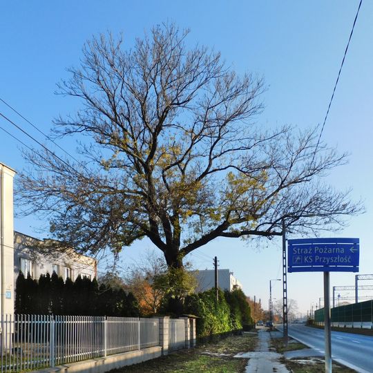 Monumental ash tree at 10 Świerszcza Street in Warsaw
