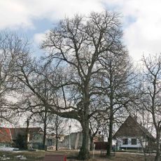 Lípa v Jeníkovicích
