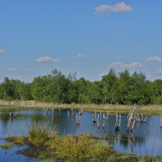 Wittmoor