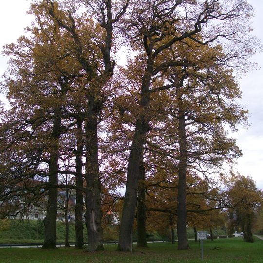 6 Eichen beim Fasanengarten