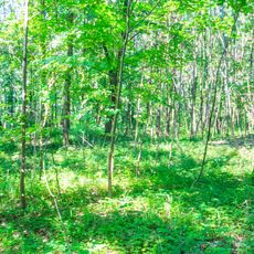 Mohylník Pod Chlumem